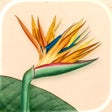 Icono de programa: Art of Flora: Cozy Puzzle…