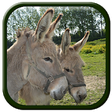 Icono de programa: Donkey Sounds