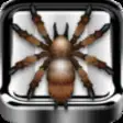 Icon of program: Real Spider