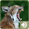 Icono de programa: Bobcat Sounds