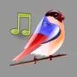Icon of program: Birds Sounds Relax and Sl…