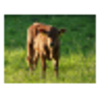 Icono de programa: Cattlemen's Toolbox Pro