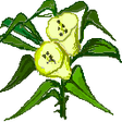 Icon of program: Sesame