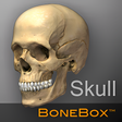 Icon of program: BoneBox - Skull Viewer