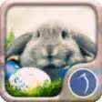 Icon of program: Easter Wallpaper: HD Wall…