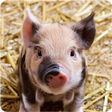 Icono de programa: Farm Animal Sounds