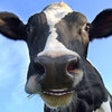 Icon of program: Talking Cow