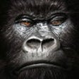 Icon of program: Kong