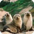 Icon of program: Harp Seal Wallpaper Best …