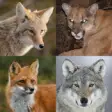 Icon of program: Coyote & Predator Hunting…