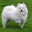 Icono de programa: American Eskimo Dogs Wall…