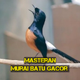 Icono de programa: Kicau Burung Murai Batu M…