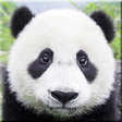 Icon of program: PandaIDE for PHP