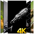 Icono de programa: Snake Wallpaper HD 4K