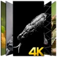 Icon of program: Snake Wallpaper HD 4K