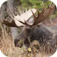 Icon of program: Nature Moose. Smart Wallp…