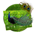 Icono de programa: Peacock Feather Keyboard