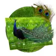 Icon of program: Peacock Feather Keyboard