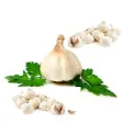 Icon of program: Health Benefits Of Garlic