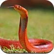 Icon of program: Snake Wallpaper HD