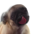 Icono de programa: Licking Dog Screen Clean