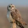 Icon of program: Owls Encyclopedia-Pro