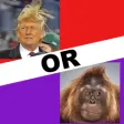 Icon of program: Trump or Monkey