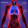 Human Body System  Inside the Human Body Offline icon