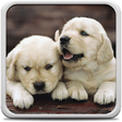 Icono de programa: Puppies Live Wallpaper