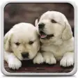 Icon of program: Puppies Live Wallpaper