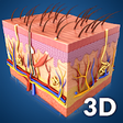 Icono de programa: Skin Anatomy