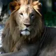 Icon of program: Amazing Wild Animals - Wa…