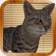 Icono de programa: Kitty Cat Simulator: dest…