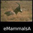 Icono de programa: Mammals of Africa, Eurasi…