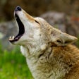 Icono de programa: Coyote Sounds!