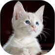 Icono de programa: Cat Sounds