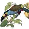 Icon of program: Birds of Ecuador - Field …