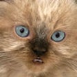 Icono de programa: Talking Kitten