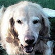 Icono de programa: AnimalSnaps