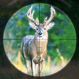 Icon of program: Bow Deer Hunting - USA Wi…