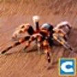 Icono del programa: Ultimate Spider Simulator