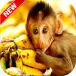 Icono de programa: Monkey Wallpaper HD
