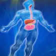 Icon of program: Human Body : Digestive Sy…
