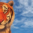 Icono de programa: TigerView Cloud