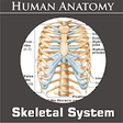 Icono de programa: Skeletal System