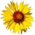 Icono de programa: Flora of the Yellowstone …