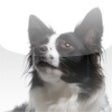 Icono de programa: Collies - Border Collies …