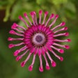 Icono de programa: Flower wallpaper for iPho…