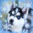 Icon of program: Husky Winter live wallpap…