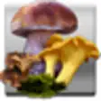 Icon of program: The Mushroom Navigator